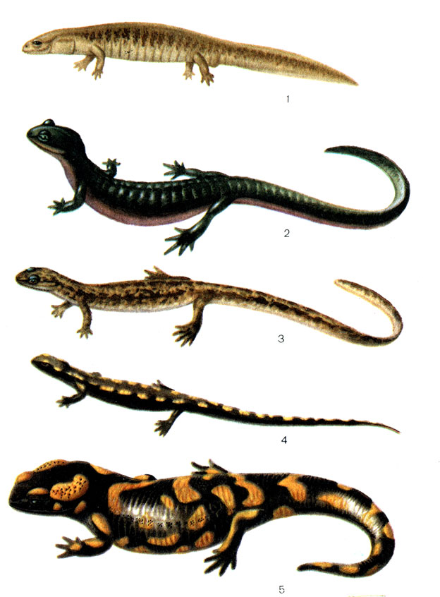 Таблица 1: 1 - сибирский углозуб (28); 2 - семиреченский лягушкозуб (30); 3 - уссурийский когтистый тритон (31); 4 - кавказская саламандра (36); 5 - пятнистая саламандра (34)