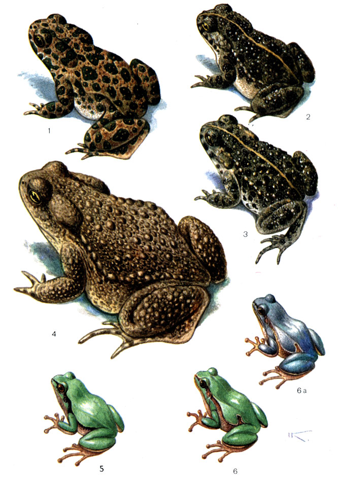 Таблица 4: 1 - зеленая жаба (54), 2 - монгольская жаба (55); 3 - камышовая жаба (56); 4 - серая жаба (57); 5 - дальневосточная квакша (60); 6 - обыкновенная квакша (59), 6а - цветовая вариация