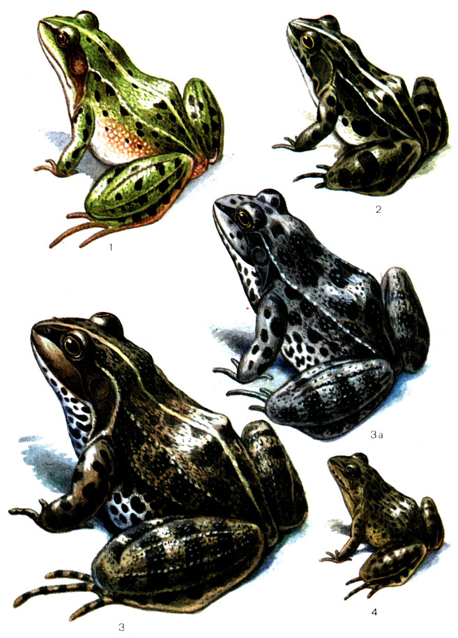 Таблица 5: 1 - прудовая лягушка (62); 2 - чернопятнистая лягушка (64); 3 - озерная лягушка (61), 3а - цветовая вариация; 4 - бугорчатая лягушка (65)