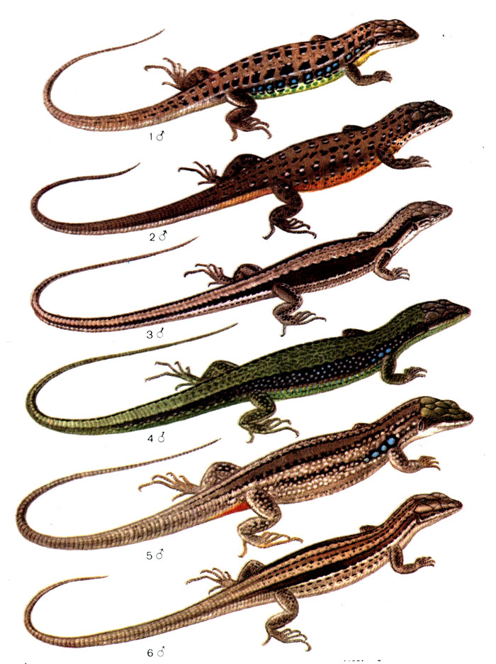 Таблица 19: 1 - малоазиатская ящерица (178); 2 - живородящая ящерица (180); 3 - артвинская ящерица (185); 4 - зеленобрюхая ящерица (188); 5 - персидская ящерица (183); 6 - луговая ящерица (186)