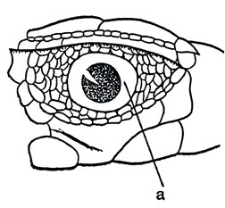 Глаз и окружающие щитки у змееголовки - прозрачное «окошко»