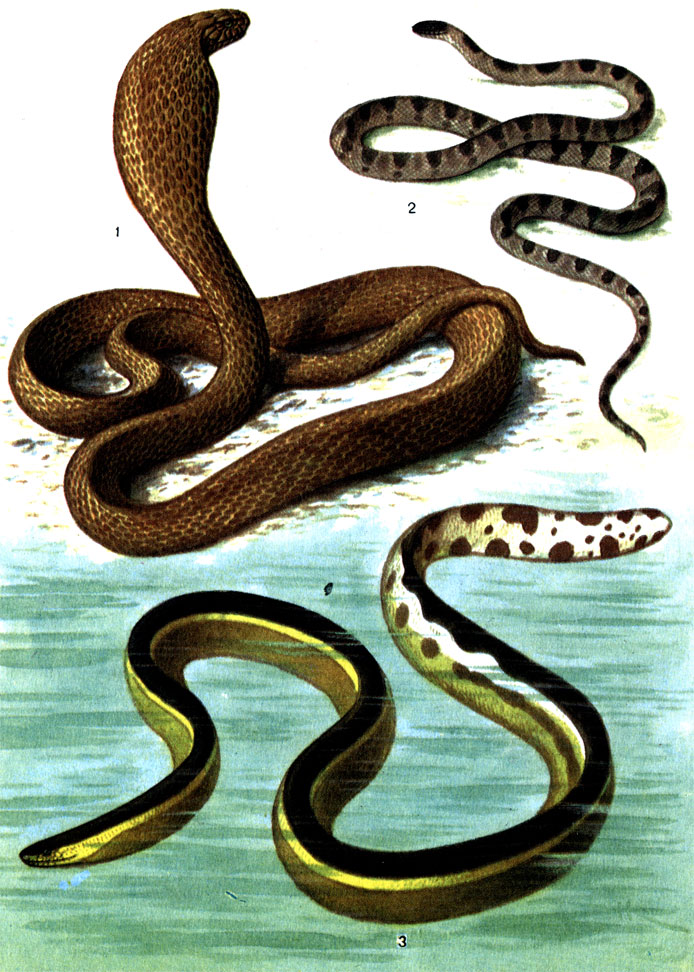 Таблица 24: 1 - среднеазиатская кобра (268); 2 - восточный динодон (213); 3 - двуцветная пеламида (269)
