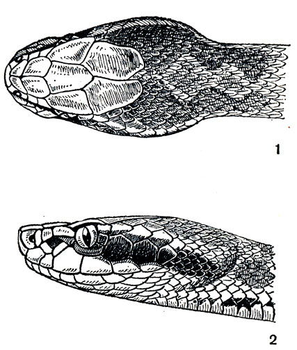 Голова восточного щитомордника сверху (1) и сбоку (2)