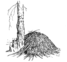 Небольшой стожок ирисового сена у ствола березы - запас даурской сеноставки.   Под стожком - вход в нору. Север Монголии 