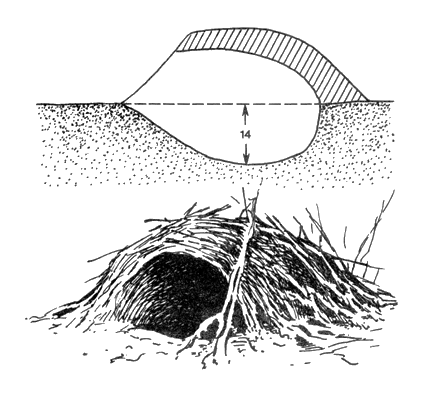 Поперечный разрез (вверху) и внешний вид летнего гнезда ежа. Подобие шалаша из травы покрывает сверху глубокое логово с широким входом. Аскания-Нова