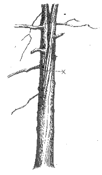 Засохший дуб около двух обхватов толщиной. В средней щели ствола на высоте 4,5 м дневное убежище 65 самок летучих мышей - водяных ночниц.