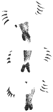 Рис. 118. Следы прыжков снегиря, собиравшего семена хмеля, сбитые на глубокий рыхлый снег. Видны отпечатки хвоста, сильно проваливавшихся ног и следы взмахов крыльев, которыми снегирь помогал себе при каждом прыжке (ум.)