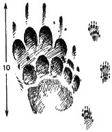 Отпечаток левой пары лап крупного барсука (ум.) и его следы на обычном ходу шагом