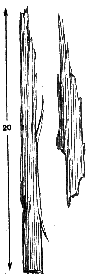 Щепки длиной до 20 см и шириной 1,5-2 см, отколотые черным дятлом (ум.)