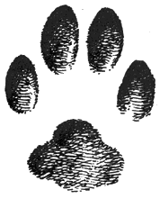 Отпечатки задней и передней (справа) лап кавказской лесной кошки (е. в.)