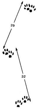 Следы камышового кота на медленном ходу