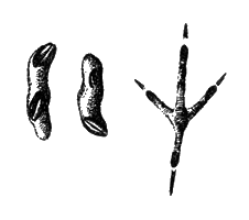 Слева - помет дроздов (рябинника) с костянками узколистного лоха,   справа - след рябинника на сырой земле (е. в.)