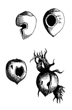 Вверху - Лесные орехи: поеденный белкой (слева) и лесной мышью (справа) (ув.). Внизу - Лесные орехи, расколотые большим пестрым дятлом.