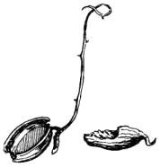 Слева - молодой сеянец дуба с перегрызенным корнем, выкопанный малым сусликом. Одна семядоля съедена, побег засох. Справа - выкопанная из лунки, очищенная от скорлупы и частично погрызенная семядоля проросшего желудя (ум.)