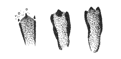 Отпечатки задней ноги гребнепалого тушканчика на сыром песке (е.в.)