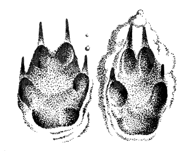 Отпечаток передней и задней ног пустынной туркменской лисицы на сыром песке (е. в.)
