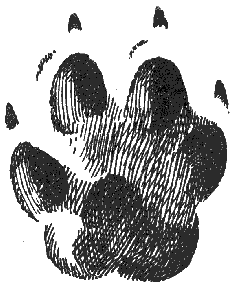 Отпечаток правой передней лапы мелкой степной лисицы - караганки на иле (е. в.).