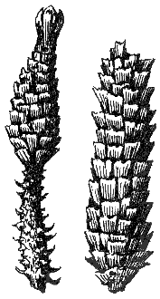 Слева - стержень еловой шишки, сброшенной на землю клестами, которую грызла сначала белка, а затем лесные полевки