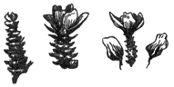 Шишечки даурской лиственницы,  слева - погрызенные красными полевками, справа белкой (ум.)