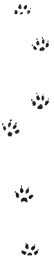Отпечатки задней и передней лап небольшой енотовидной собаки (е.в.)