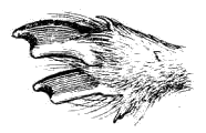 Передняя нога копытного лемминга с зимними когтями