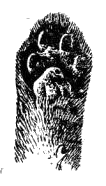 Передняя нога лесной кавказской кошки