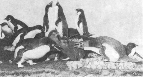 Золотохохлые пингвины адель на гнездовье