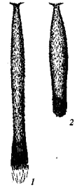 Хвосты толстохвостых тушканчиков (Pygeretmus)