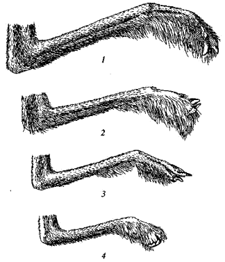 Задние конечности трехпалых тушканчиков (Dipodinae)