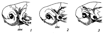Затылочные части черепов трехпалых тушканчиков (Dipodinae) (вид сбоку)