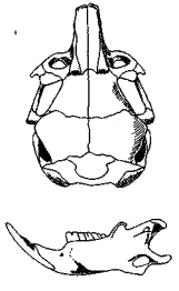 Череп емуранчика (Stylodipus telum)