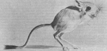 Туркменский тушканчик (Jaculus turcmenicus)