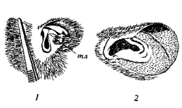 Ушные раковины мышиных (Muridae)