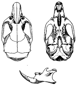 Череп домовой мыши (Mus musculus)