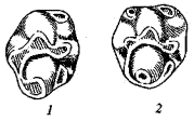 Второй верхний коренной зуб (М2 ) лесных и полевых мышей (Apodemus)