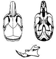 Череп копетдагского хомячка (Calomyscus mystax)