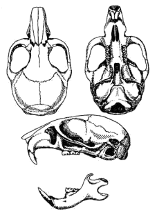 Череп хомячка Роборовского (Phodopus roborovskii)