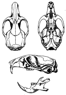 Череп серого хомячка (Cricetulus migratorius)