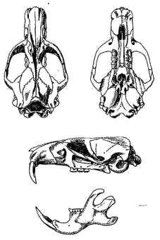 Череп предкавказского хомяка (Mesocricetus raddei)