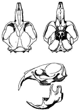 Череп горной слепушонки (Ellobius lutescens)