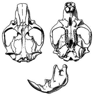 Череп маньчжурского цокора (Myospalax psilurus)