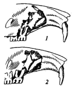 Строение альвеолярного отдела верхнего резца у лесных полевок (Clethrionomys)