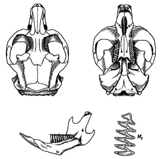 Череп копытного лемминга (Dicrostonyx torquatus) 