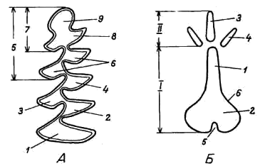 Схема строения жевательной поверхности первого нижнего коренного зуба M1 (А) и бакулюма (Б) (по: Аксенова, 1980) серых полевок (Microtus)