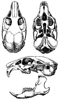 Череп красной пищухи (Ochotona rutila)