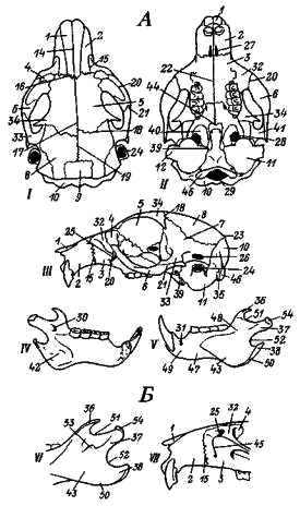 Схема строения черепа грызунов (Rodentia)