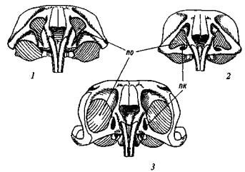 Строение подглазничного отверстия у мышиных (Muridae) и тушканчиковых (Dipodidae)