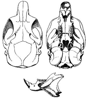 Череп обыкновенной летяги (Pteromys volans)