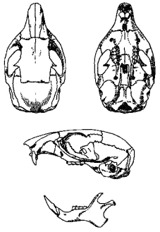Череп азиатского бурундука (Tamias sibiricus)