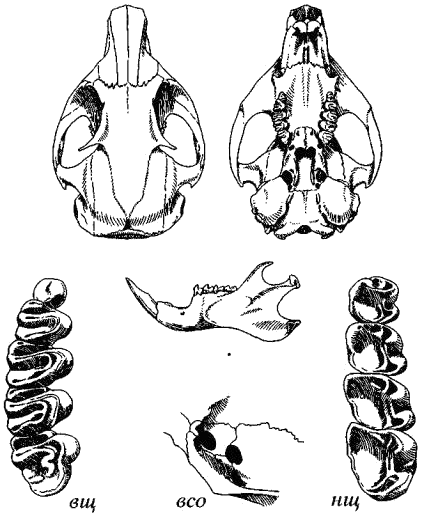 Череп длиннохвостого суслика (Citellus undulatus)